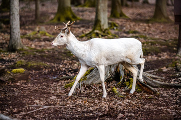Natural scene of rare white albino deer.