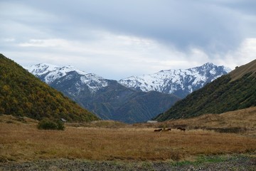 Fototapeta na wymiar Mountain landscape with wooden shepherd's hut and grazing horses in valley and Maphkrani Mountain Range in background. During trekking to Khalde glacier. Greater Caucasus, Svaneti, Georgia