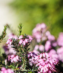 Pink Erica carnea flowers (winter Heath) in the garden in early spring