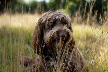 labradoodle