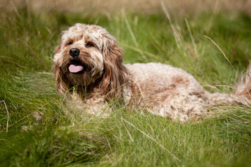 cockapoo