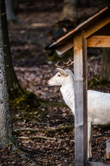 Natural scene of rare white albino deer.