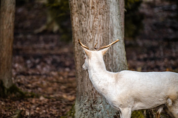 Natural scene of rare white albino deer.