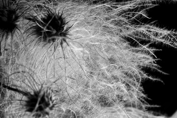 clematis seed head on black background