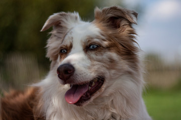 Australian Sheepdog