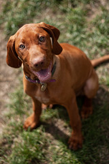 Hungarian Vizsla