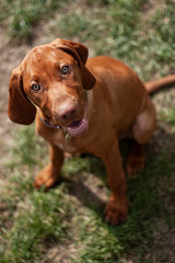 Hungarian Vizsla