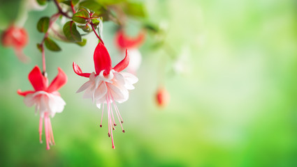 Obraz na płótnie Canvas Beautiful bunch of a blooming pink and white fuchsia flowers over natural green backdrop. Spring or summer flower background with copy space.