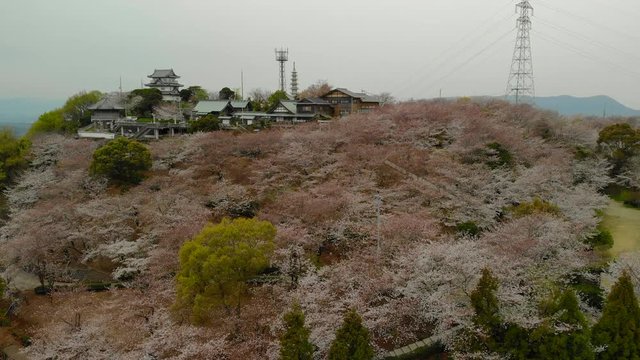 朝日山の桜