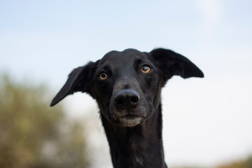 Whippet