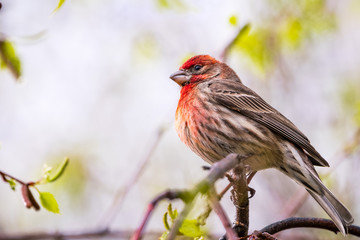 Close up of House Finch (Haemorhous mexicanus) perched on a tree branch; San Francisco Bay Area, California; blurred background