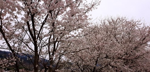 Fototapeta premium branches of a tree