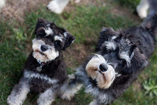 Schnauzers