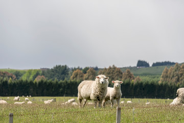 attentive flocculent sheep and lamb, near Te Anau, New Zealand