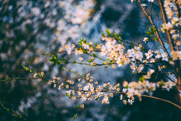 Spring nature background with tree flower blossoms
