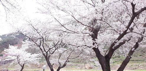 almond tree blossom