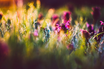 Nature spring background with beautiful fowers in sunset