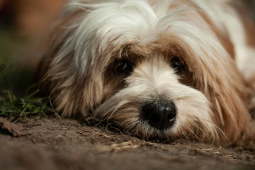 Tibetan Terrier