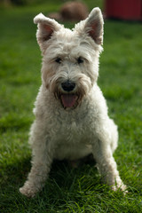 west highland white terrier