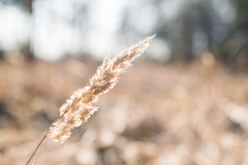 Dry reed (cane) at sunset by the river in the forest with beautiful yellow golden sunlight and bokeh of the forest