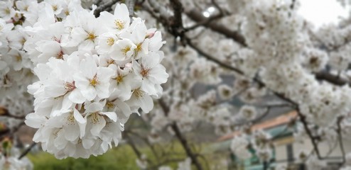 white flowers in the forest