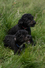Miniature Poodles