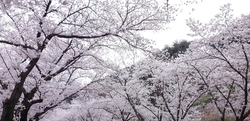Obraz premium tree in snow