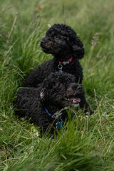 Miniature Poodles