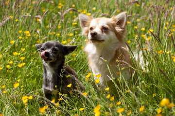 Chihuahua and a Chihuahua X Pomeranian