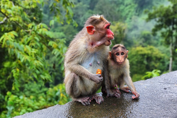Wild Monkeys (macaques) near Munnar, Kerala, India