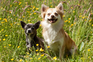 Chihuahua and a Chihuahua X Pomeranian