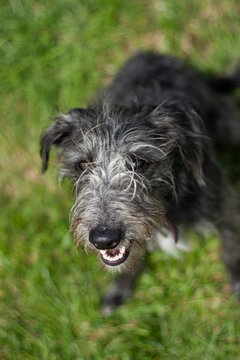 Lurcher
