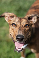 Whippet