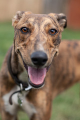 Whippet