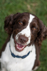 english springer spaniel