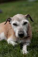 Old Terrier