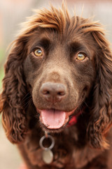 Field Spaniel