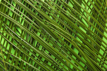 Green palm leaves background with copy space. Top view
