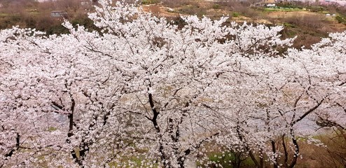 tree in desert