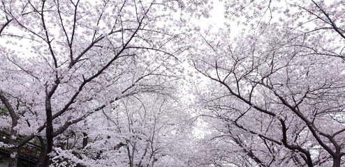 branches of tree in winter