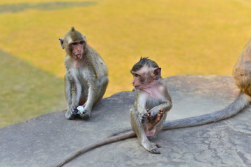 
two monkeys in cambodia