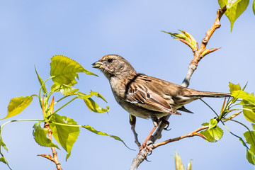 Close up of young Golden-crowned sparrow (Zonotrichia atricapilla) perched on a tree branch, eating new leaves, South San Francisco Bay Area, California;