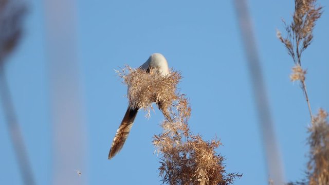 bearded tit eats cane seeds