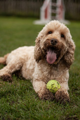 Cockapoo