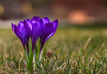 Fototapeta premium Crocus (plural: crocuses or croci) is a genus of flowering plants in the iris family. Flowers close-up on a blurred natural background. The first spring flower in the garden