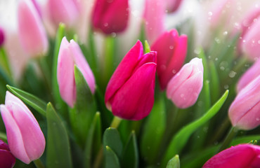 Beautiful tulips bouquet