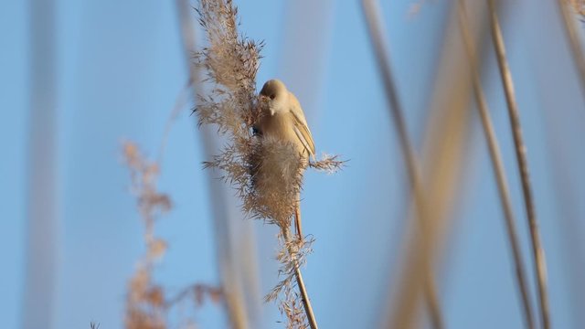 bird eats cane seeds on the lake
