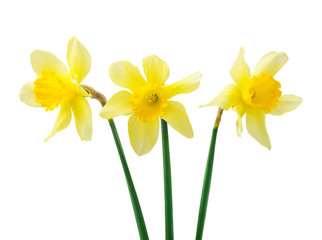 Spring floral border, beautiful fresh daffodils flowers, isolated on white background. Selective focus