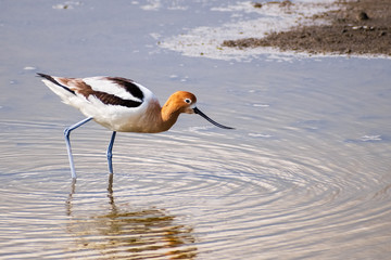 Close up of American avocet (Recurvirostra americana) bird looking for food in the tidal marshes of Alviso, Don Edwards San Francisco Bay National Wildlife Refuge, San Jose, California