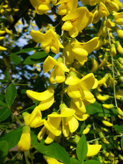 Obraz premium Blossoming yellow acacia with leaves on green background. Cassia fistula yellow flowers. Acacia flowers on long branch, Ratchaphruek. Closeup, selective focus